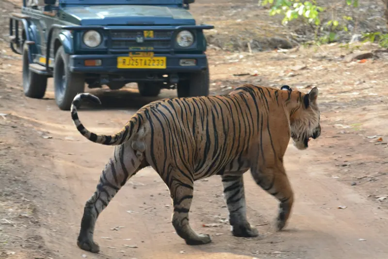 A tiger crossing a forest track in front of a safari jeep