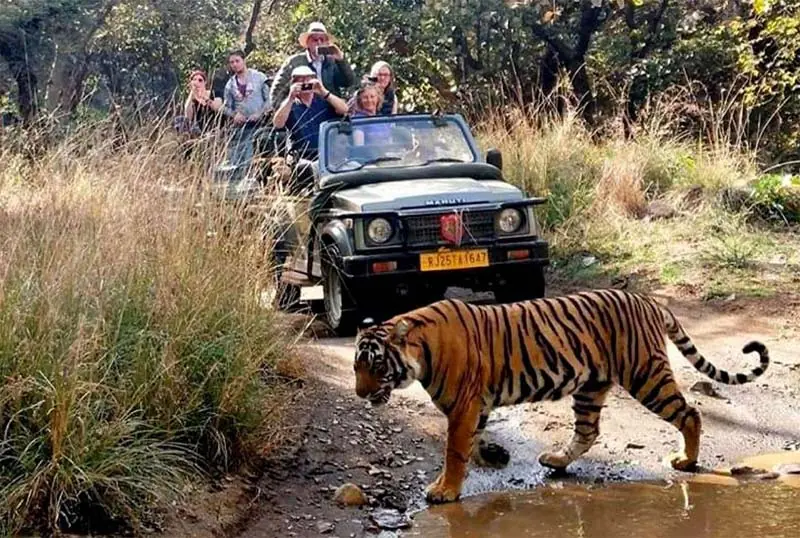 Tiger crossing a track in front of a safari jeep in Ranthambore