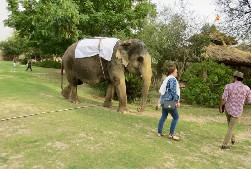 Visitors walking with an elephant across a grass field at the elephant village, Jaipur